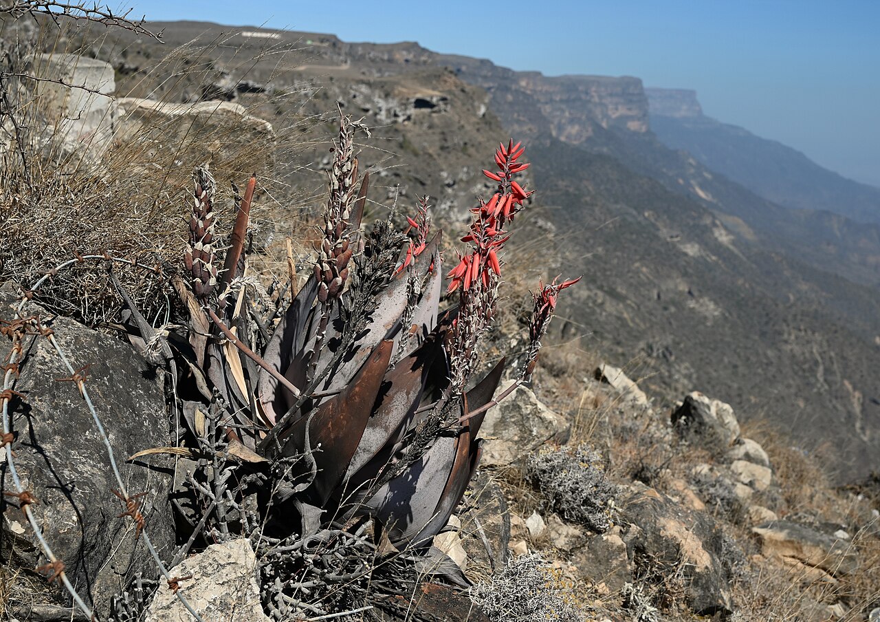 Aloe dhufarensis: Aloe dhufarensis on Jabal Samhan, Dhofar, Oman