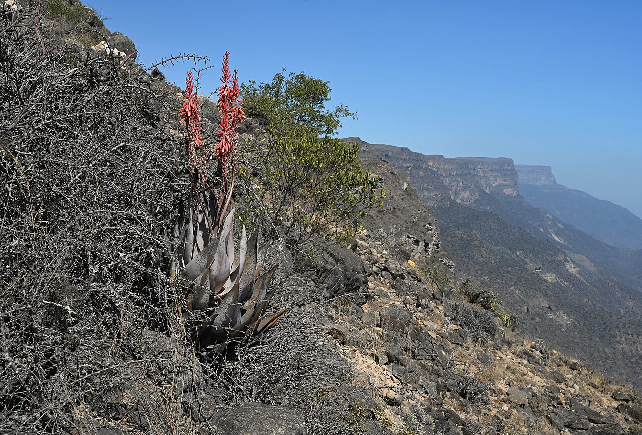 Aloe dhufarensis: Aloe dhufarensis on Jabal Samhan, Dhofar, Oman