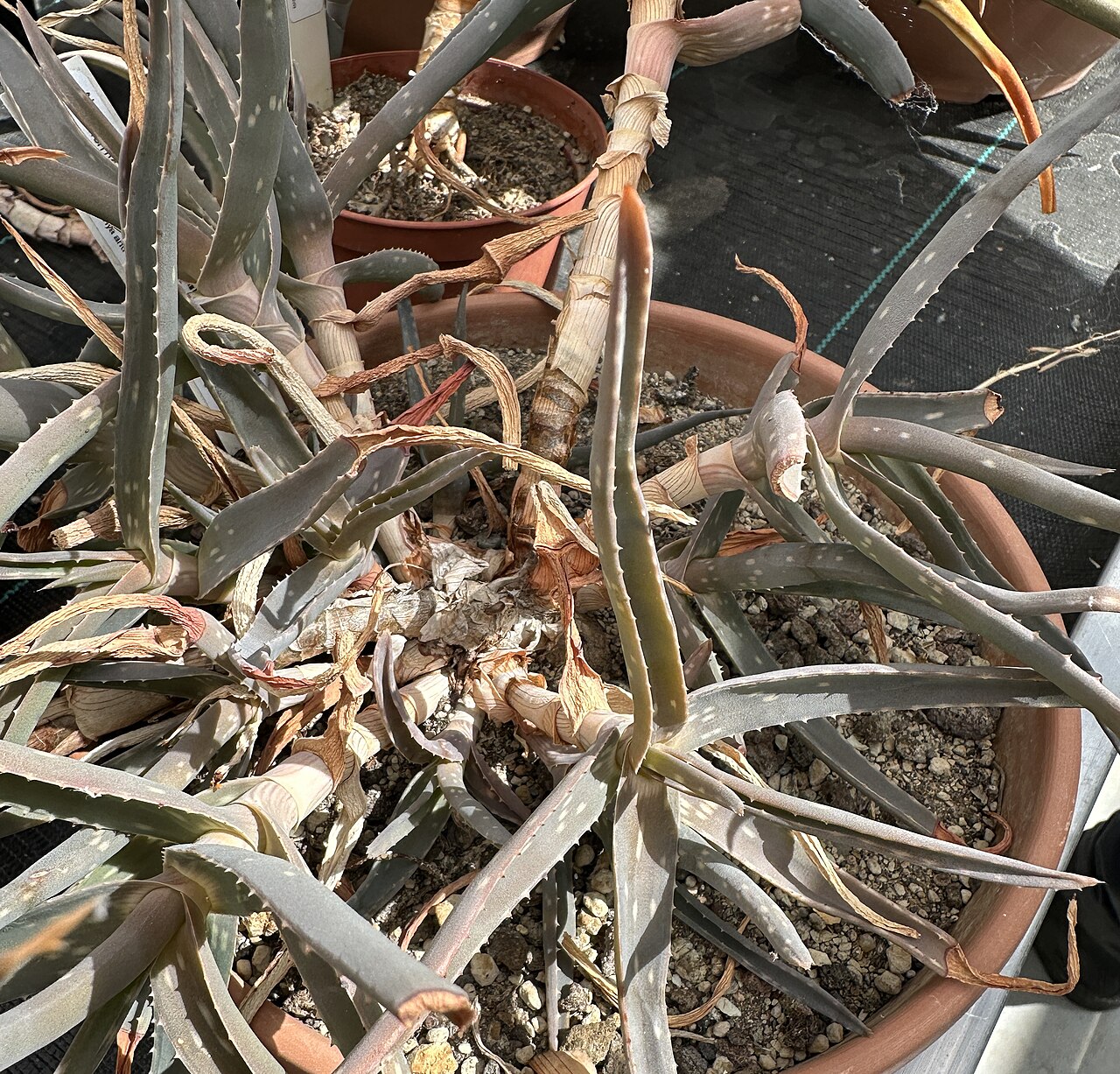 Aloe diolii: Aloe diolii im Botanischen Garten Meise, Belgien