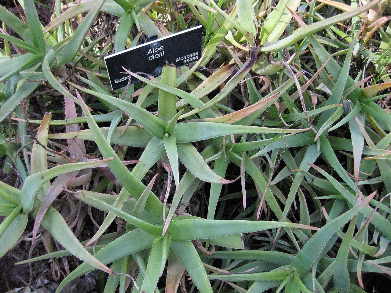 Aloe diolii: This photo is from Gardenology.org and is available under CC-BY-SA 3.0 license. If you use it, please include attribution to Gardenology.org, with a link if the