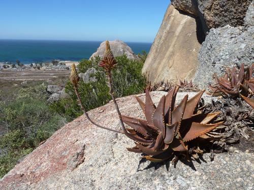 Aloe distans (Aloe distans)