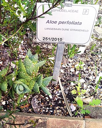 Aloe distans: Aloe perfoliata plant