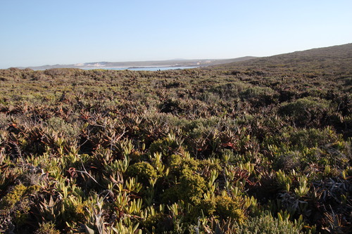 Aloe distans (Aloe distans)