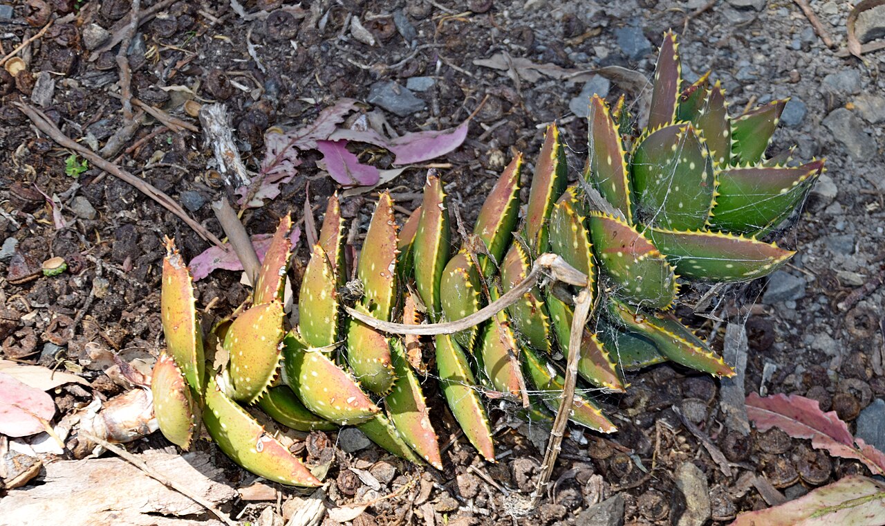 Aloe distans: Aloe distans in Dunedin Botanic Garden, Dunedin, New Zealand