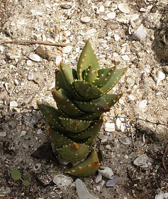 Aloe distans: Juvenile Aloe perfoliata. Variety from West Coast originally a separate species as Aloe distans. Kirstenbosch gardens Cape Town.
