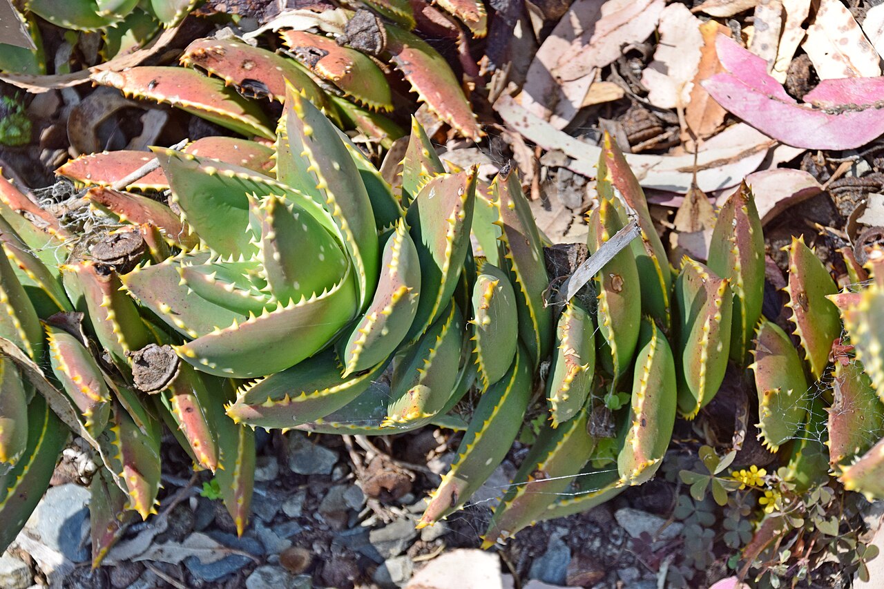 Aloe distans: Aloe distans in Dunedin Botanic Garden, Dunedin, New Zealand