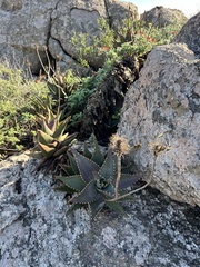 Aloe distans (Aloe distans)