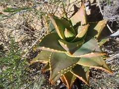 Aloe distans (Aloe distans)