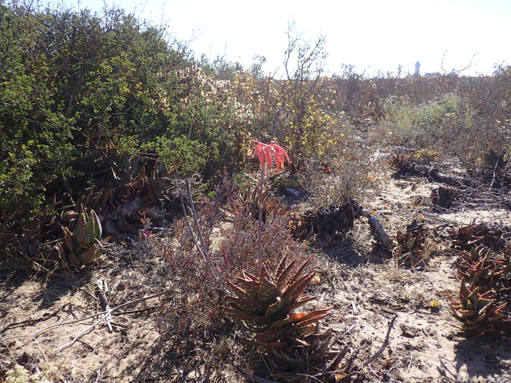 Aloe distans (Aloe distans)