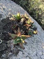 Aloe distans (Aloe distans)