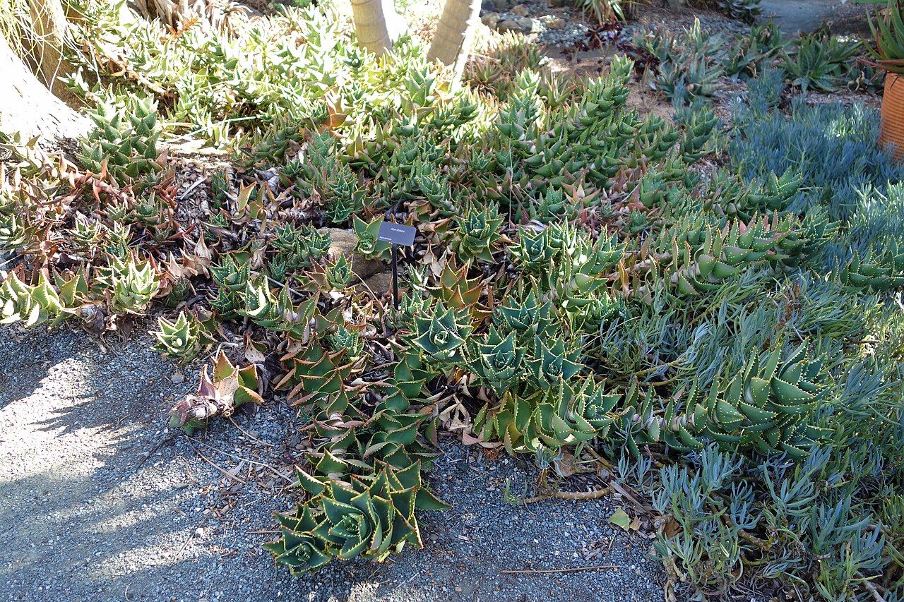 Aloe distans: Botanical specimen in Leaning Pine Arboretum, California Polytechnic State University, San Luis Obispo, California, USA.