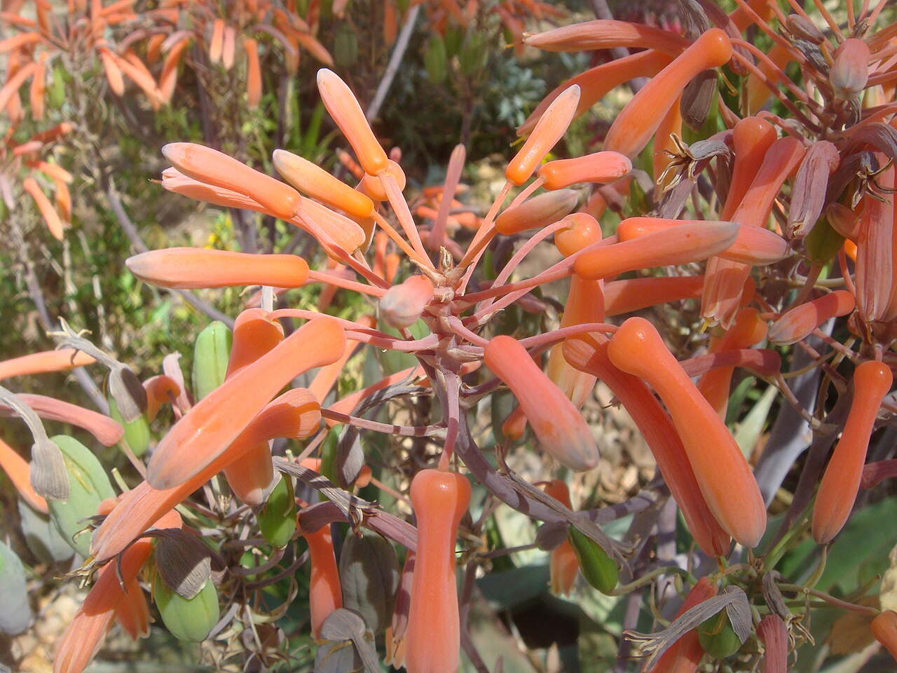 Aloe distans: Aloe distans , cultivated, Arizona State University, Tempe, Arizona