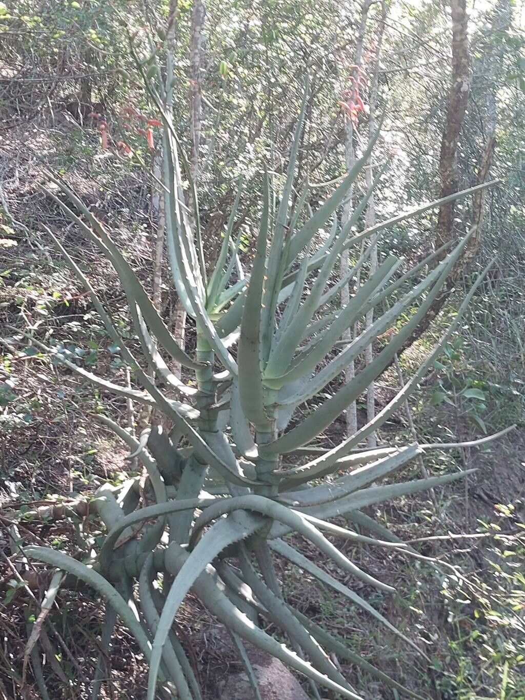 Aloe divaricata (Aloe divaricata)