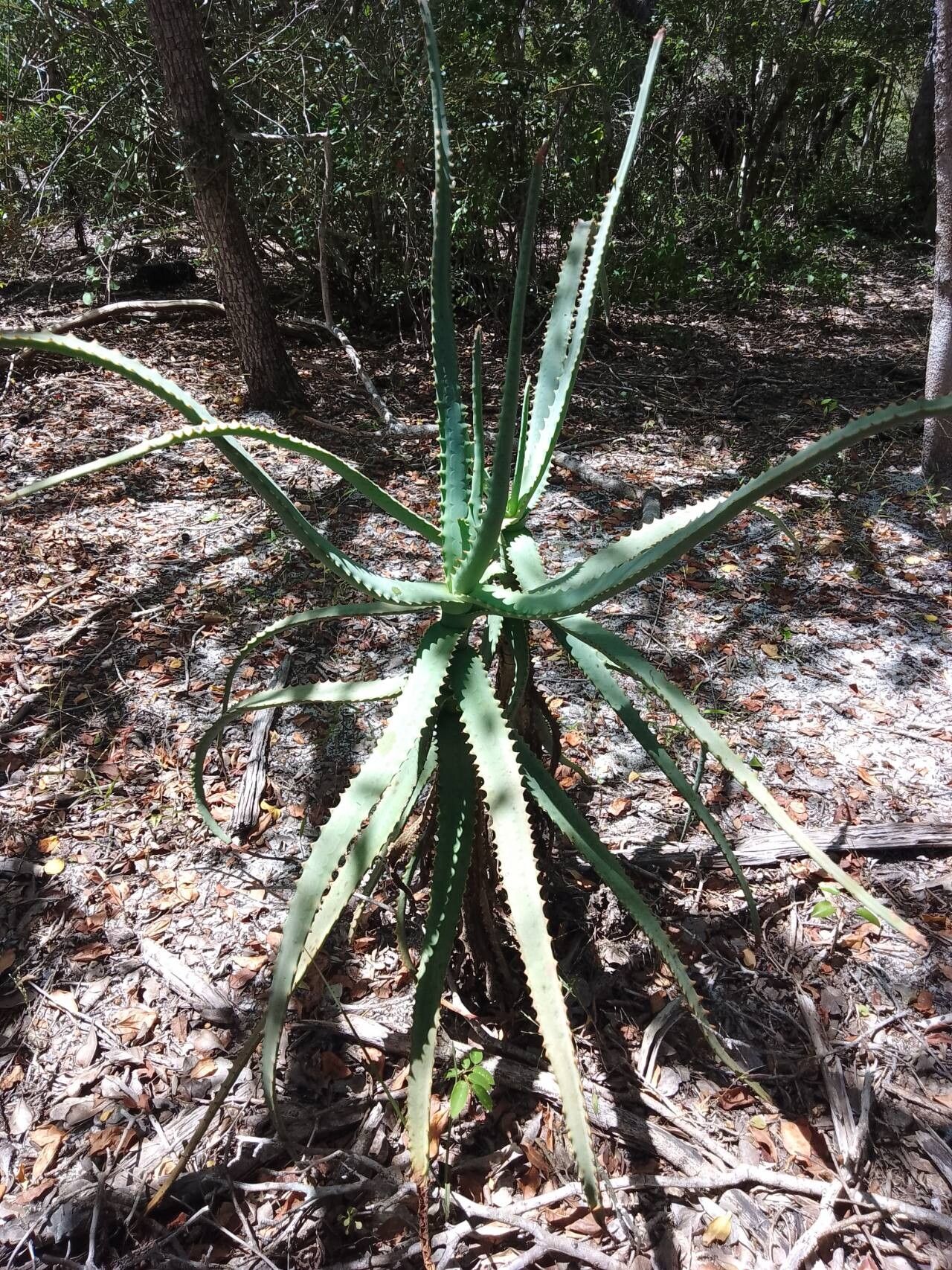 Aloe divaricata (Aloe divaricata)