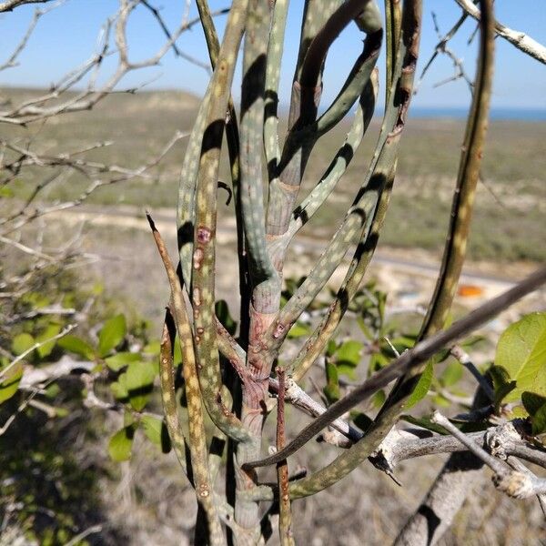Aloe divaricata (Aloe divaricata)