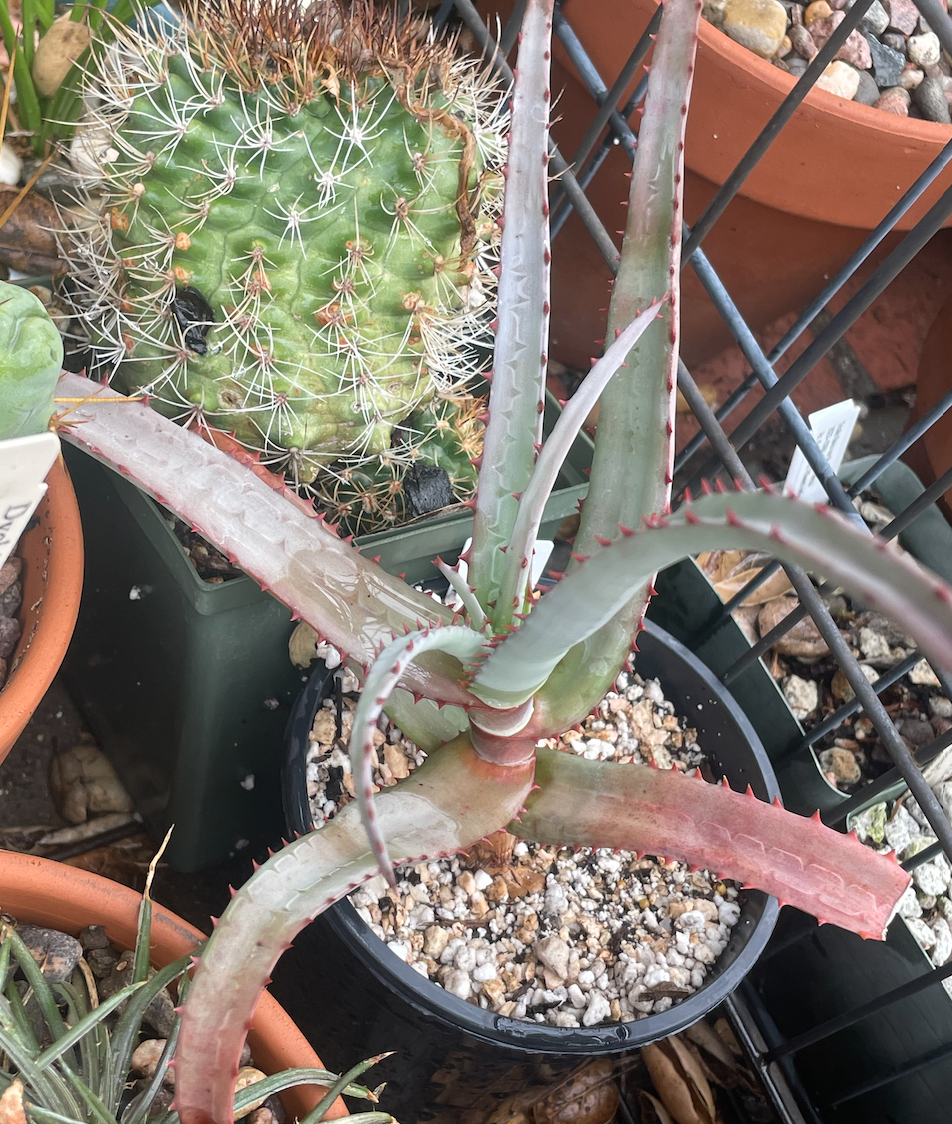 Aloe divaricata: This is a PURE SPECIES plant, repesenting this species as it appears in the wild. This is NOT a plant of the diablo cultivar. 2025-0082-3 plants aquired from Br