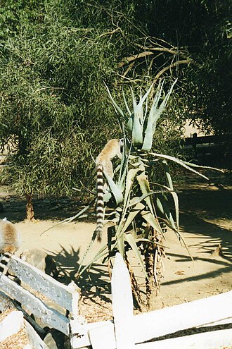 Aloe divaricata: Kaleta Reserve