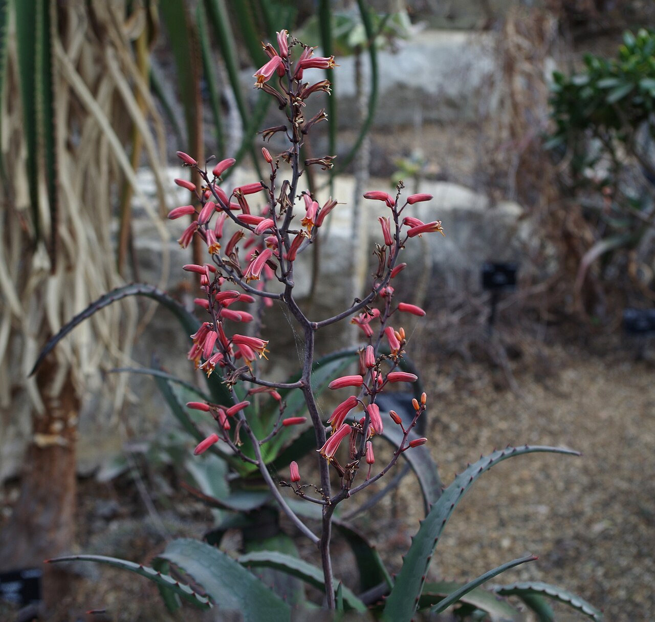 Aloe divaricata: Aloe divaricata - Kew Gardens