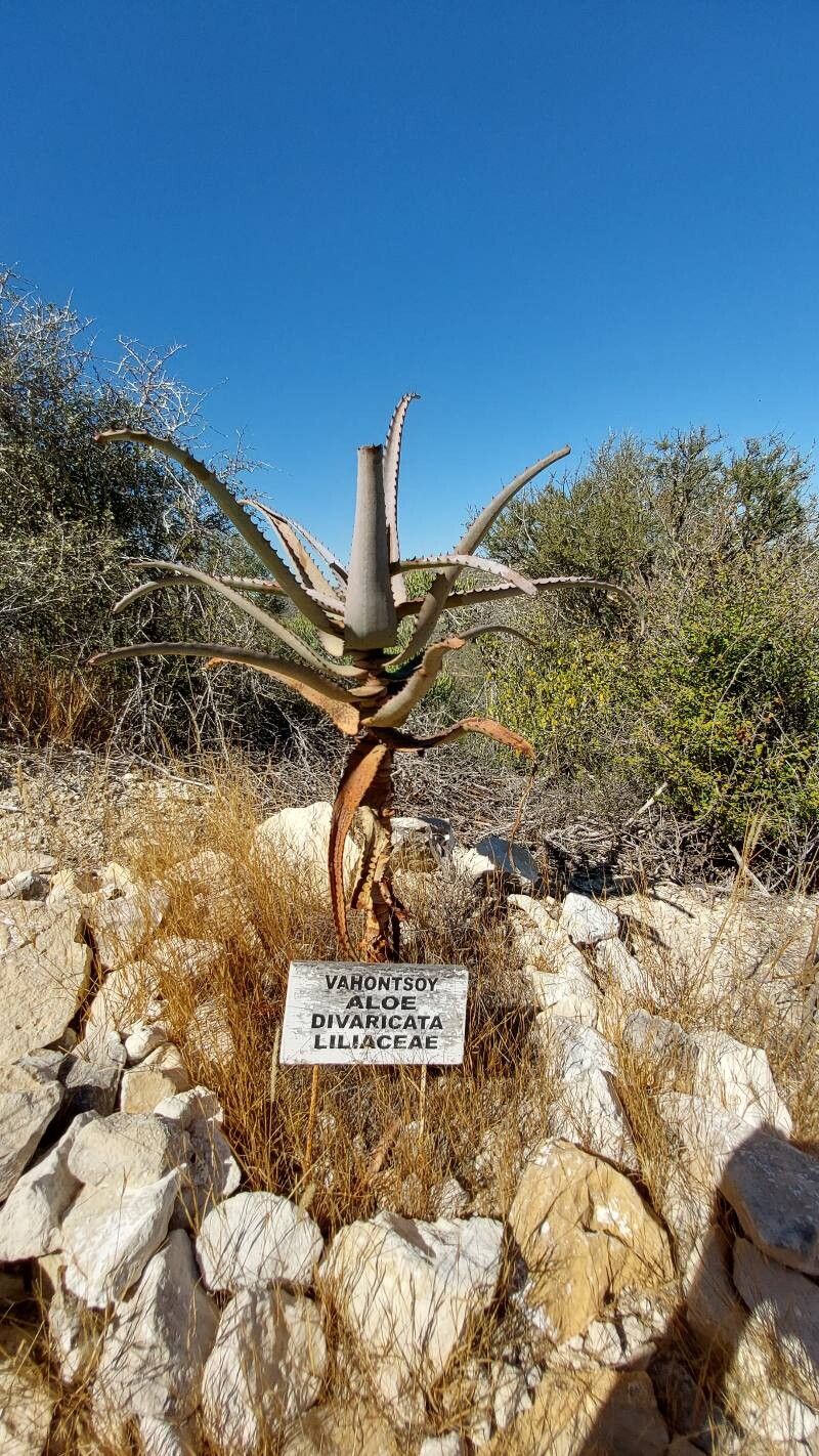 Aloe divaricata (Aloe divaricata)