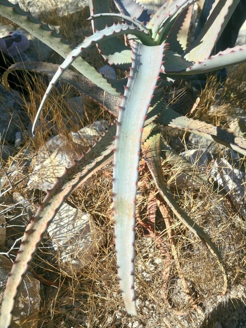 Aloe divaricata (Aloe divaricata)