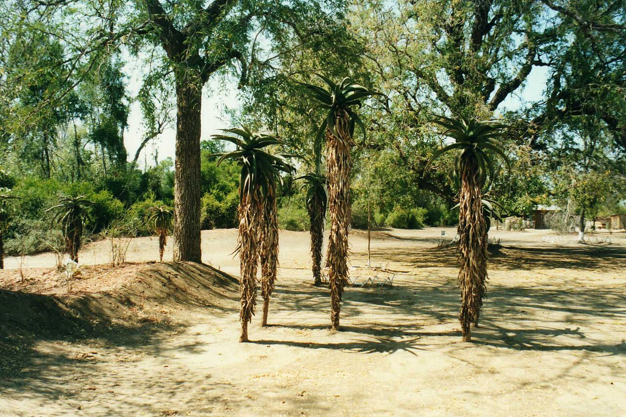 Aloe divaricata: Kaleta Reserve, near Amboasary in southern Madagascar. This area is part of the Spiny Desert - a region with a very unique flora!