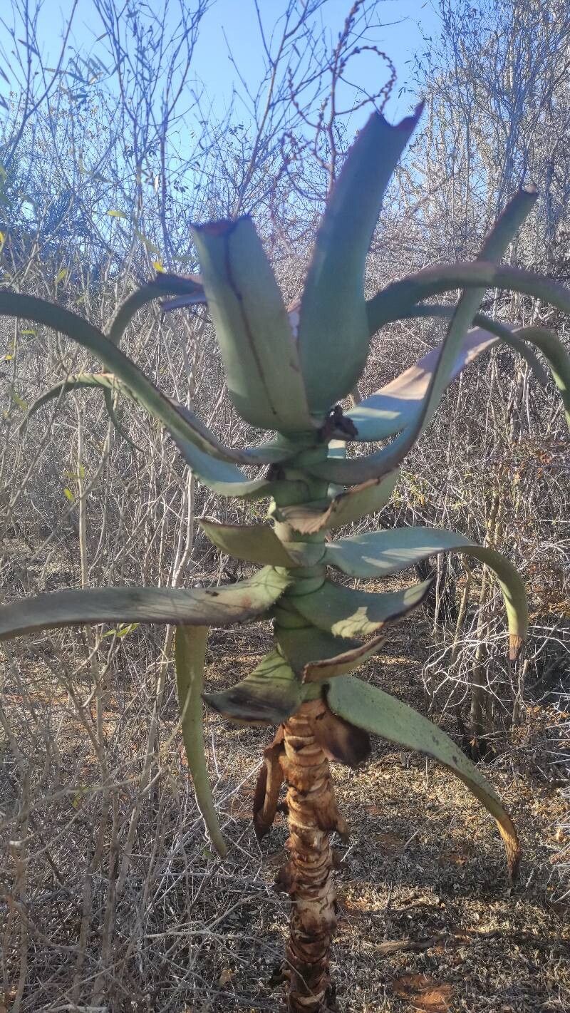 Aloe divaricata (Aloe divaricata)