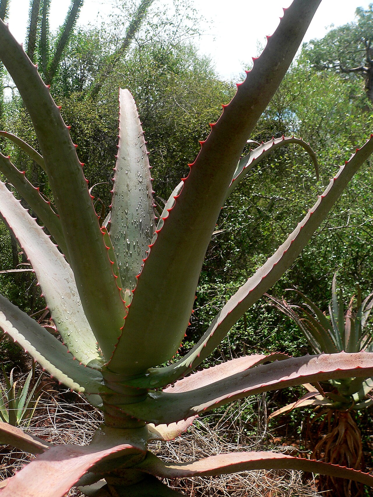 Aloe divaricata: Aloe divaricata , spiny forest at Mangily, western Madagascar