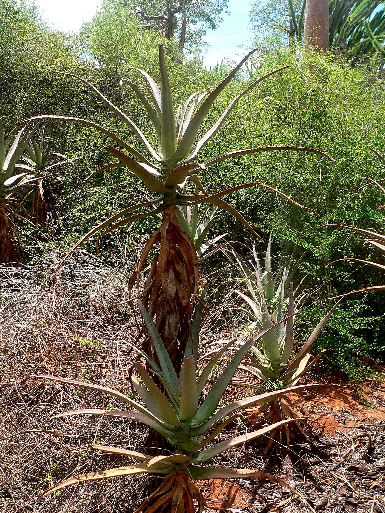 Aloe divaricata: Aloe divaricata (Asphodelaceae), spiny forest at Mangily, western Madagascar