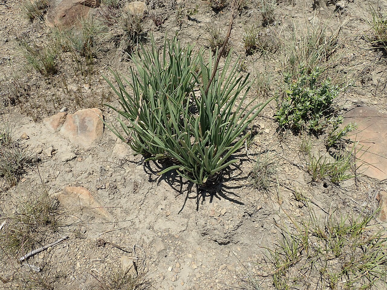 Aloe dominella: Aloe dominella
