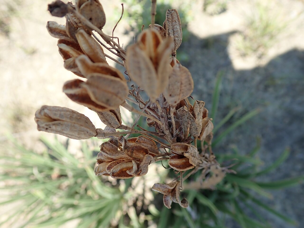 Aloe dominella: Aloe dominella