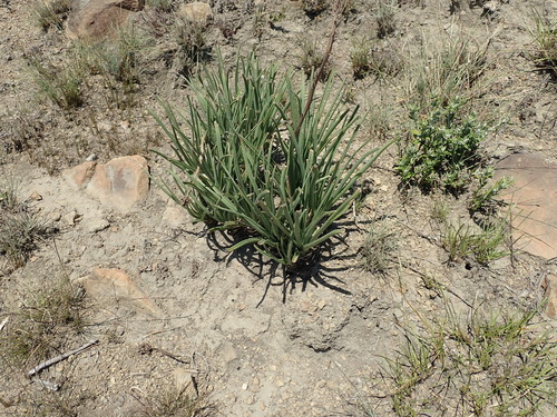 Aloe dominella (Aloe dominella)