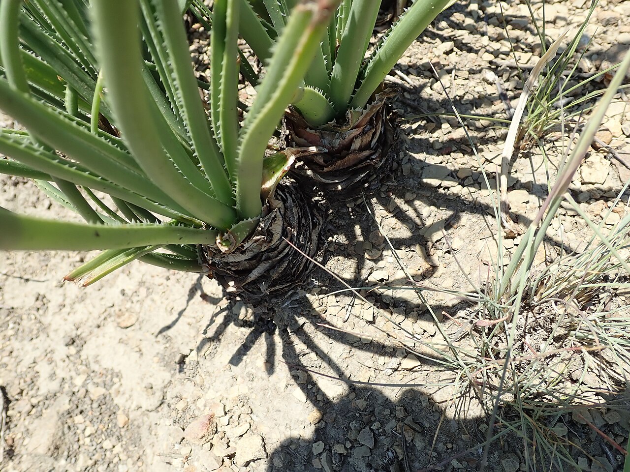 Aloe dominella: Aloe dominella