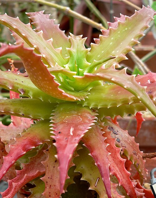 Aloe dorotheae: Photo of Aloe_dorotheae at the University of California Botanical Garden