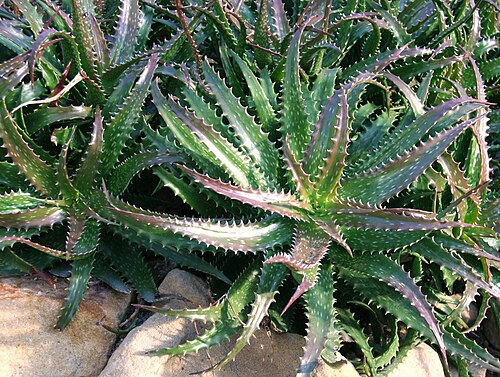 Aloe dorotheae: Aloe dorotheae