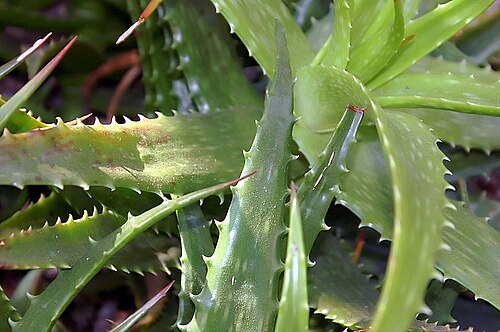 Aloe dorotheae: Location taken: the New York Botanical Garden. Names: Aloe dorotheae A.Berger, Aloe, Dorothy's Alo Classification: Plantae > Magnoliophyta > Liliopsida > Aspara