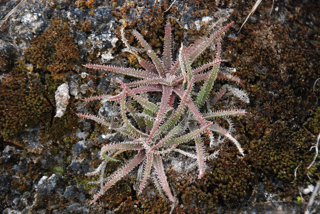 Aloe droseroides (Aloe droseroides)