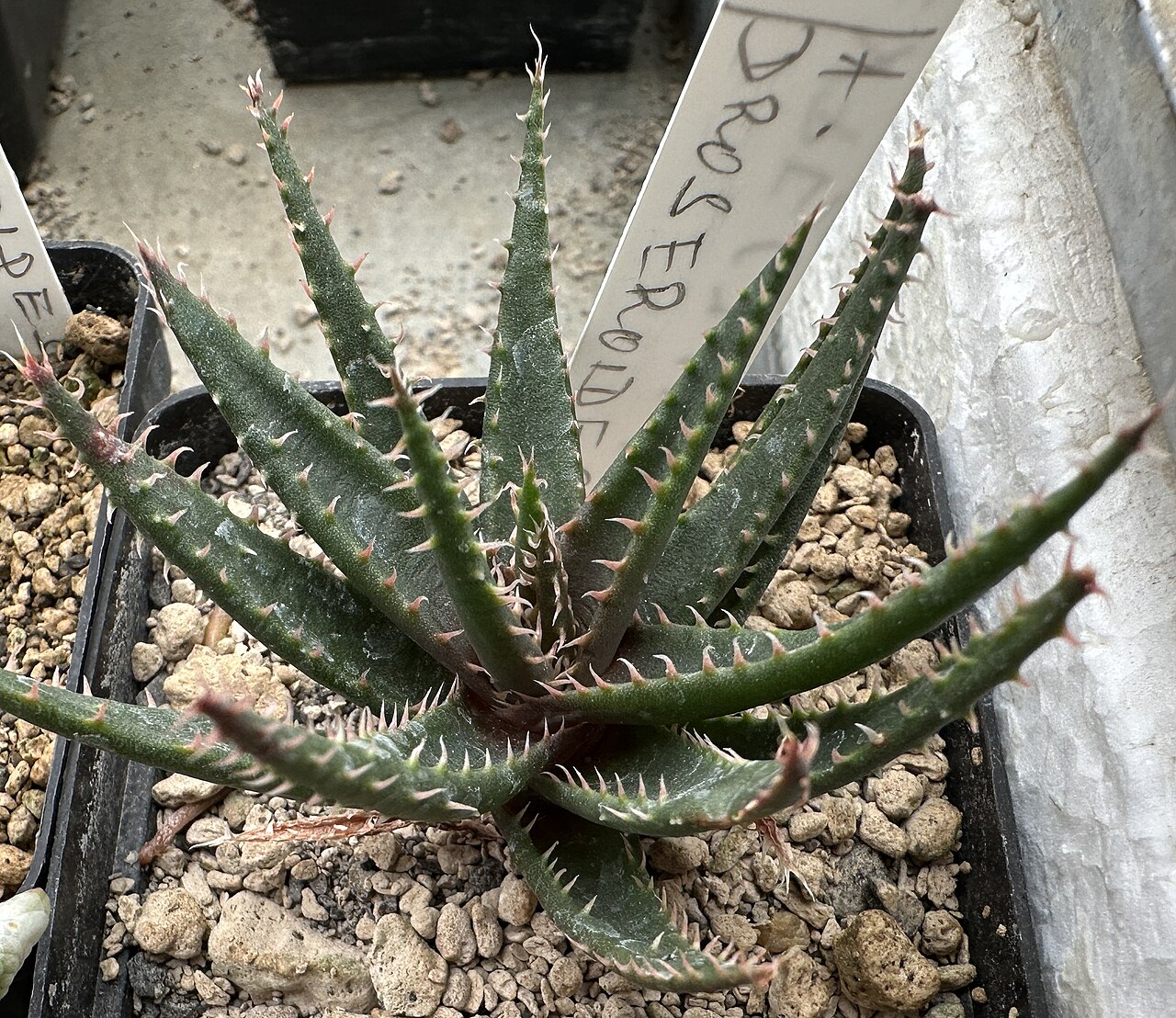 Aloe droseroides: Aloe droseroides in Kultur
