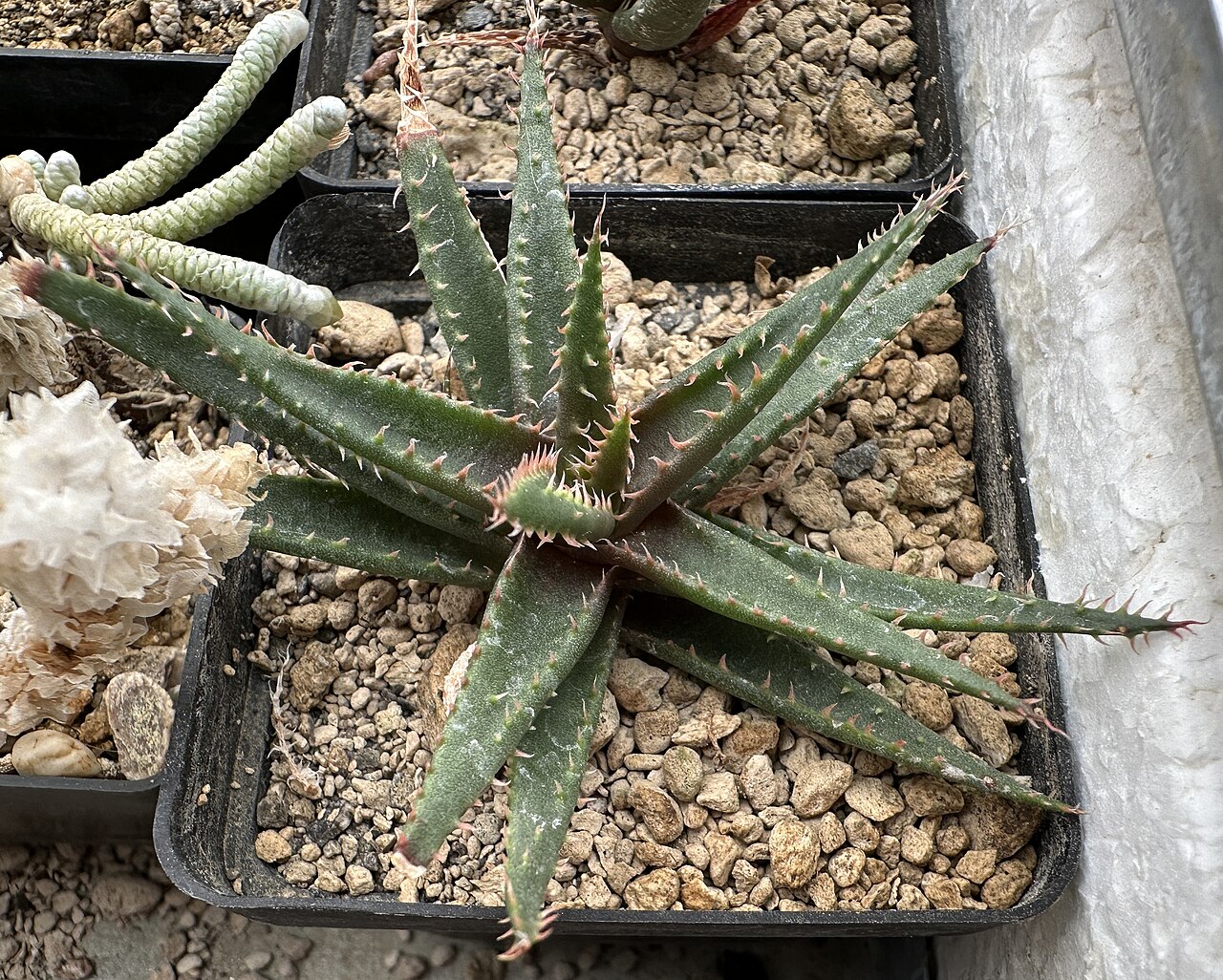 Aloe droseroides: Aloe droseroides in Kultur