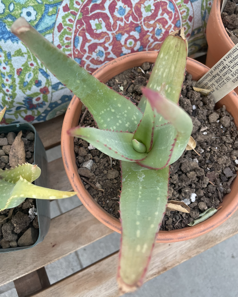 Aloe elegans: Aloe elegans plant