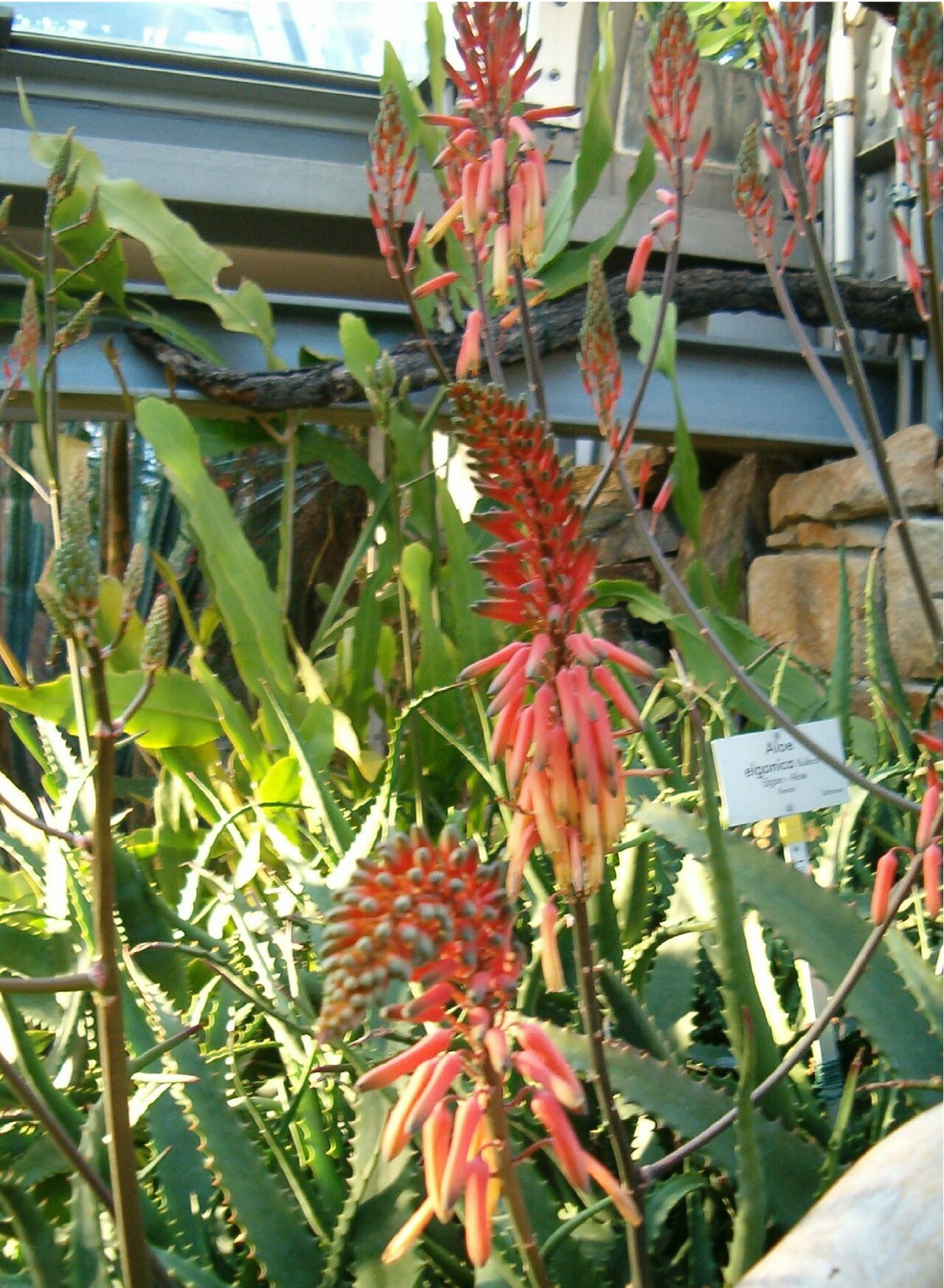 Aloe elgonica: Aloe elgonica Location: Botanical Gardens Berlin Inflorescence