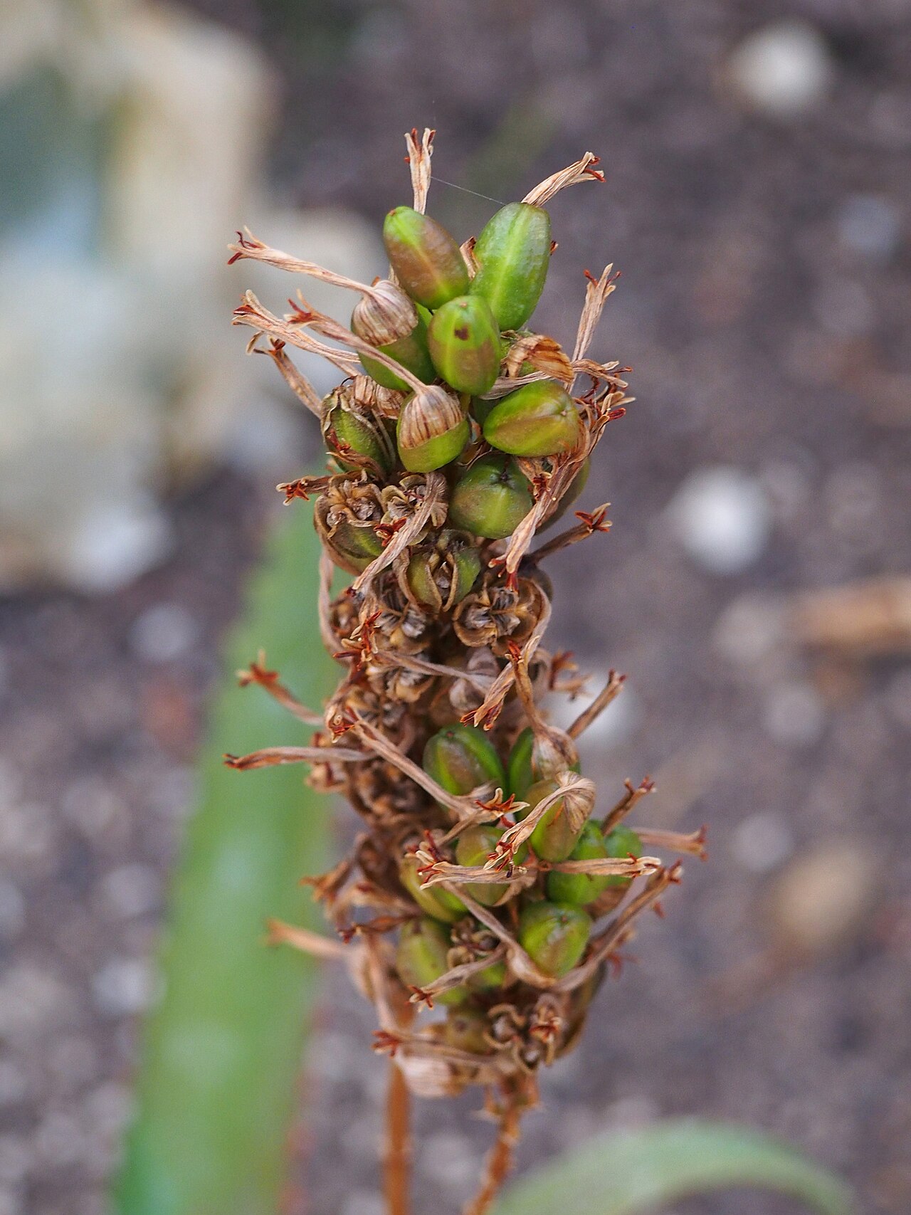 Aloe elgonica: Aloe elgonica fruit, plant cultivated in Wrocław University Botanical Garden, Wrocław, Poland.