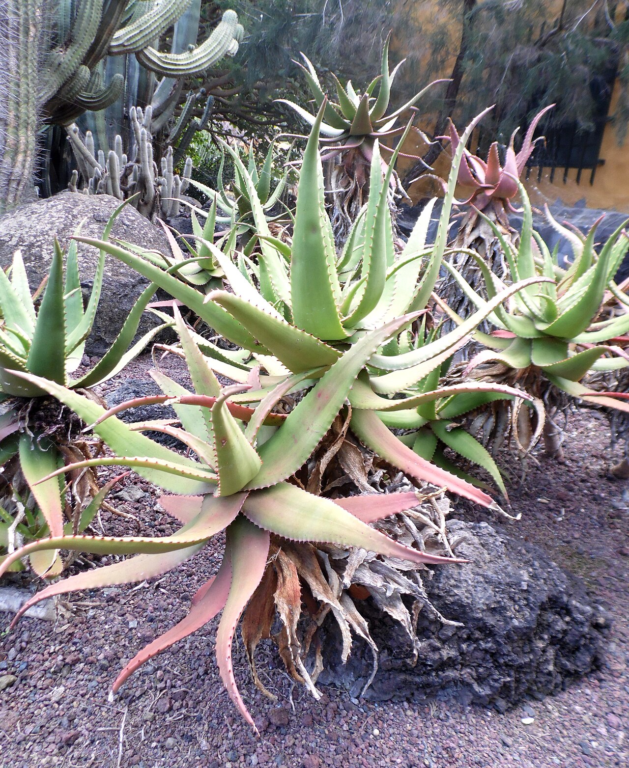 Aloe elgonica: Aloe elgonica in the Jardín Botánico Canario Viera y Clavijo