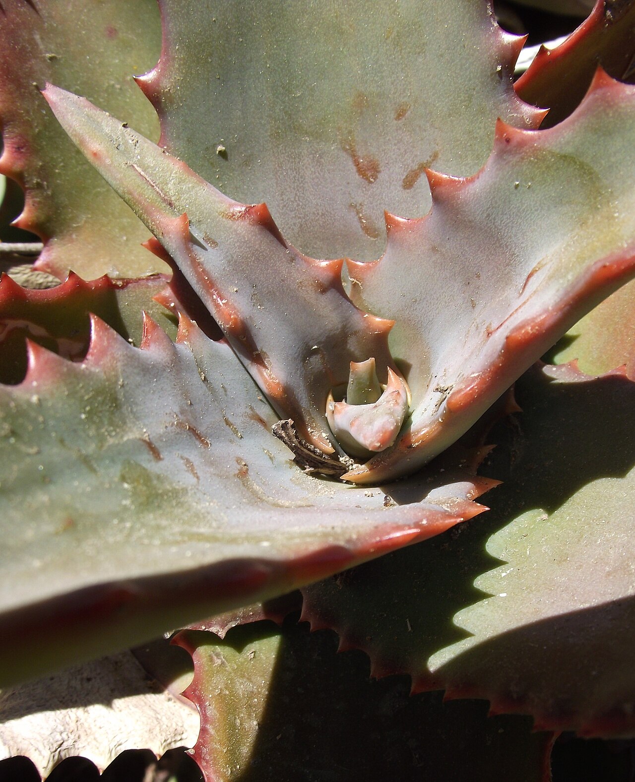 Aloe elgonica: Aloe elgonica at the Los Angeles County Arboretum, Arcadia, California, USA. Identified by sign.
