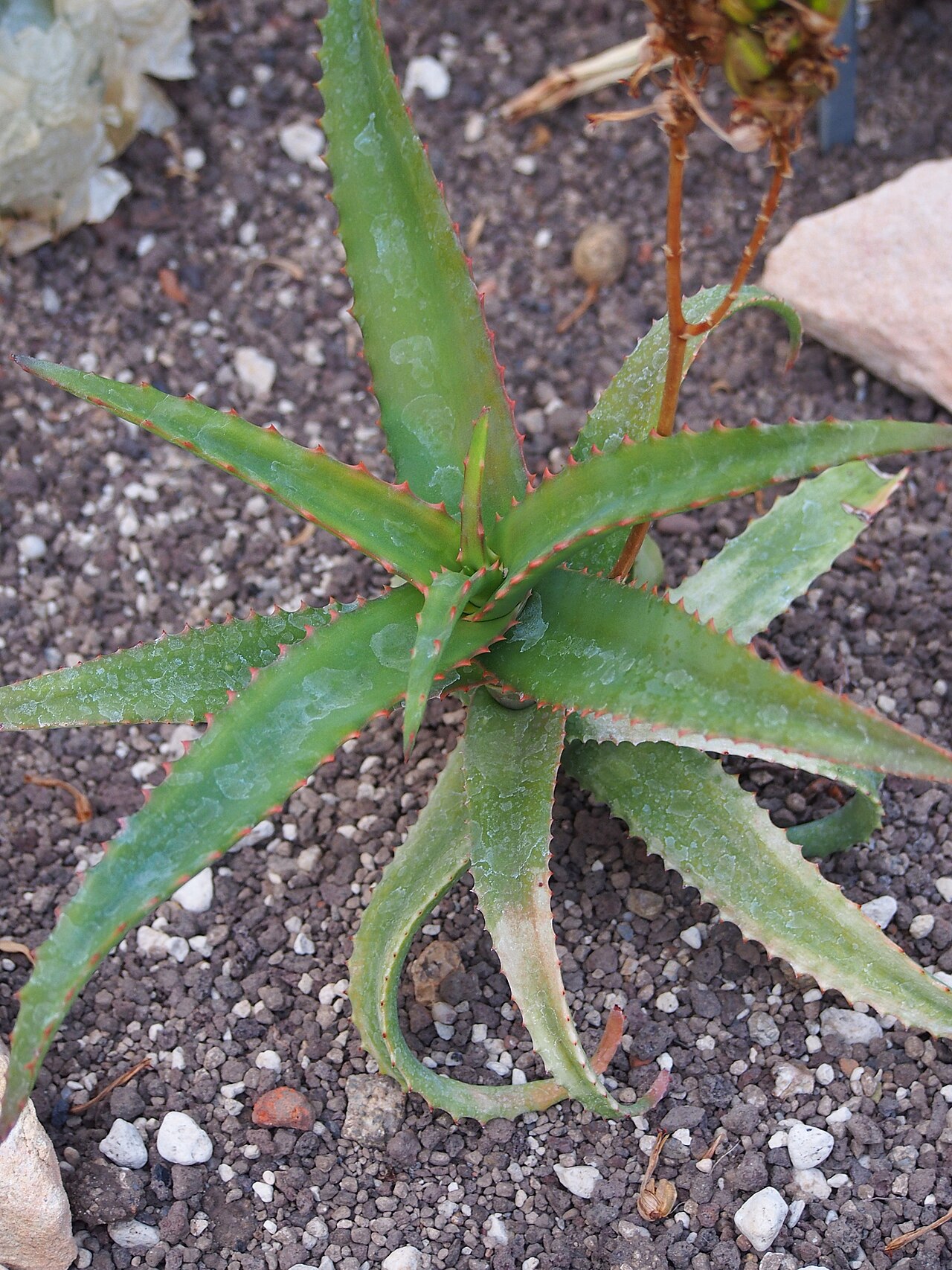 Aloe elgonica: Aloe elgonica cultivated in Wrocław University Botanical Garden, Wrocław, Poland.