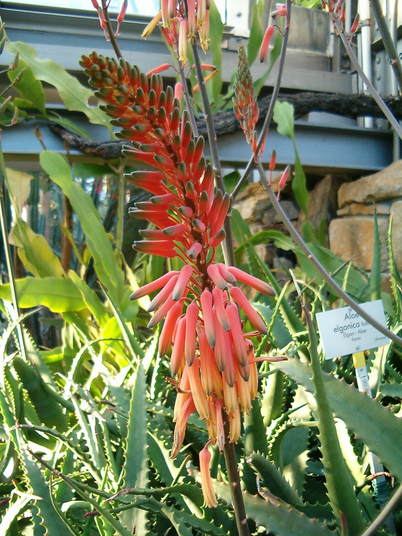 Aloe elgonica: Aloe elgonica Location: Botanical Gardens Berlin Inflorescence