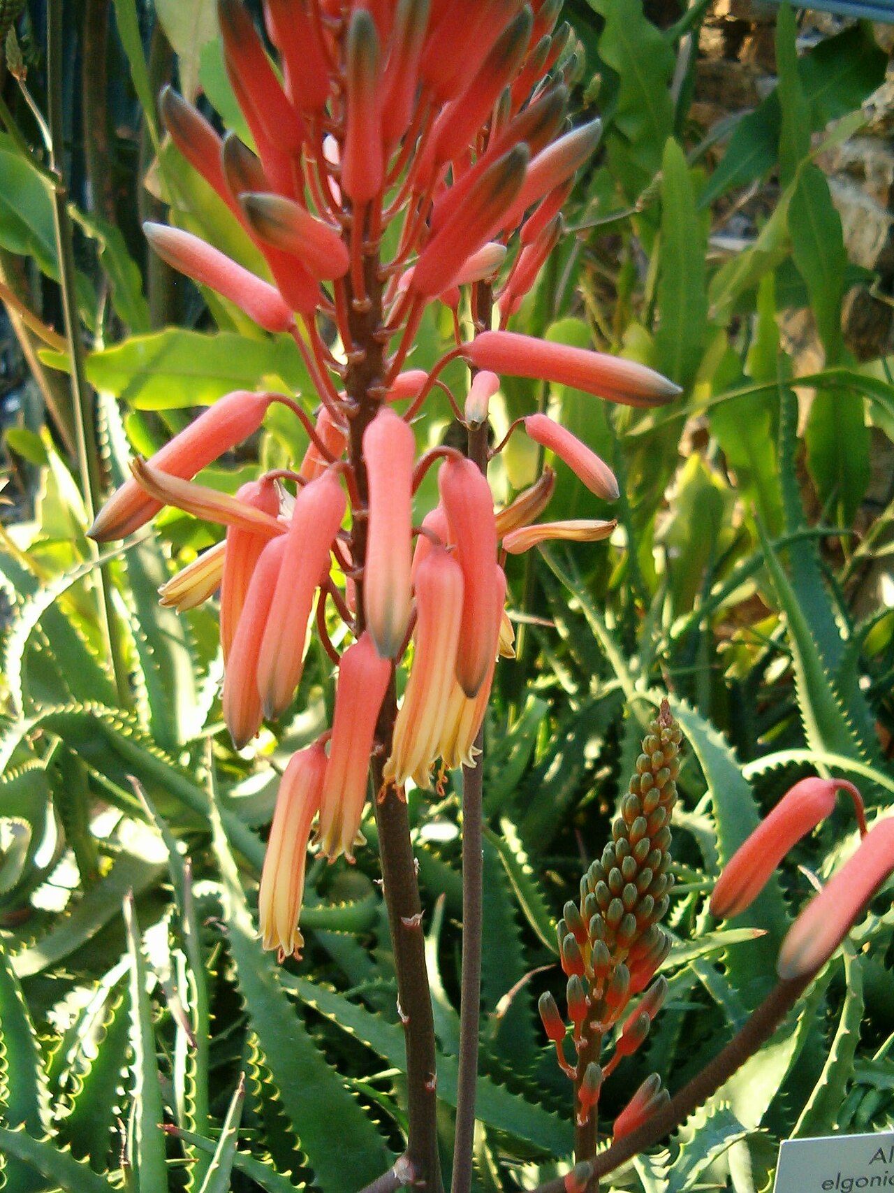 Aloe elgonica: Aloe elgonica Location: Botanical Gardens Berlin Inflorescence