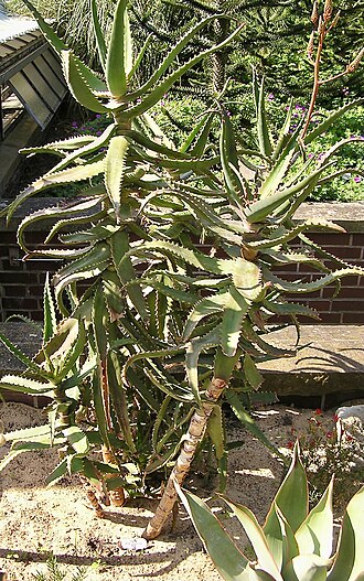 Aloe elgonica: Aloe elgonica. Berggarten Hannover.