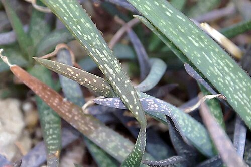 Aloe ellenbeckii: Location taken: the New York Botanical Garden. Names: Aloe ellenbeckii A.Berger, Aloe, Ellenbeck's Alo Classification: Plantae > Magnoliophyta > Liliopsida > As
