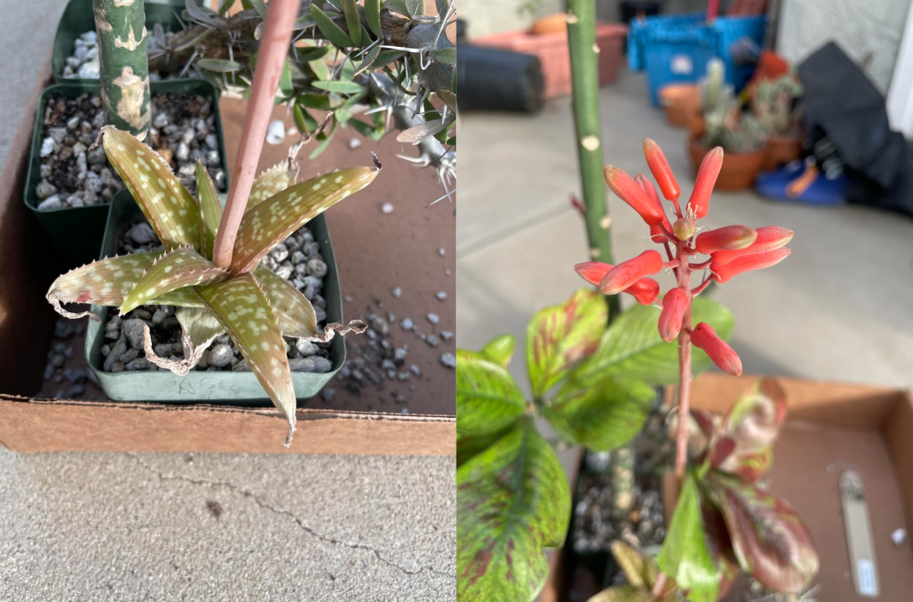 Aloe ellenbeckii: Aloe ellenbeckii flower and plant