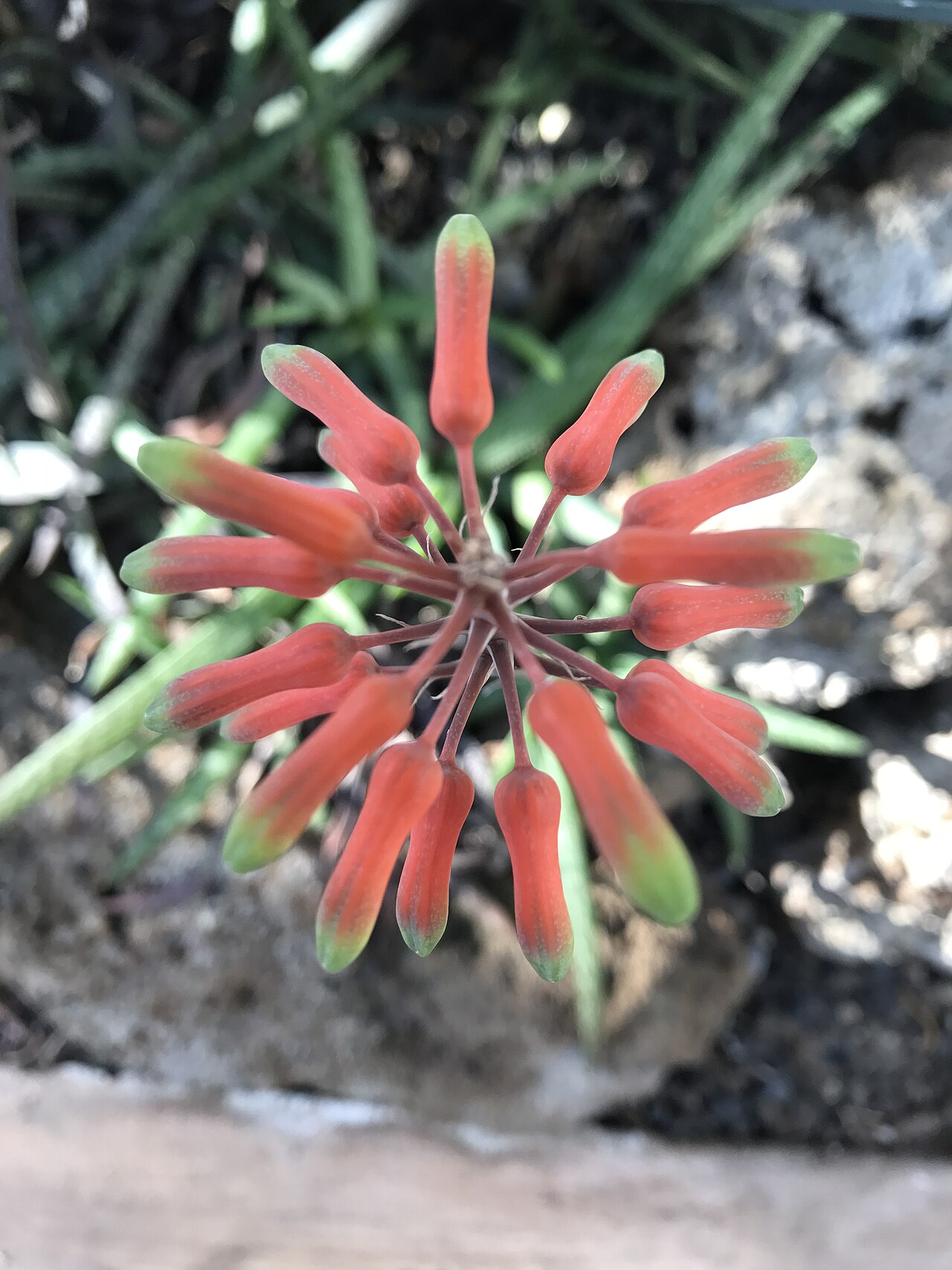Aloe ellenbeckii: Flowers of aloe ellenbeckii with leaves in background.